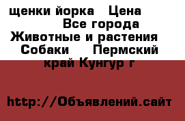 щенки йорка › Цена ­ 15 000 - Все города Животные и растения » Собаки   . Пермский край,Кунгур г.